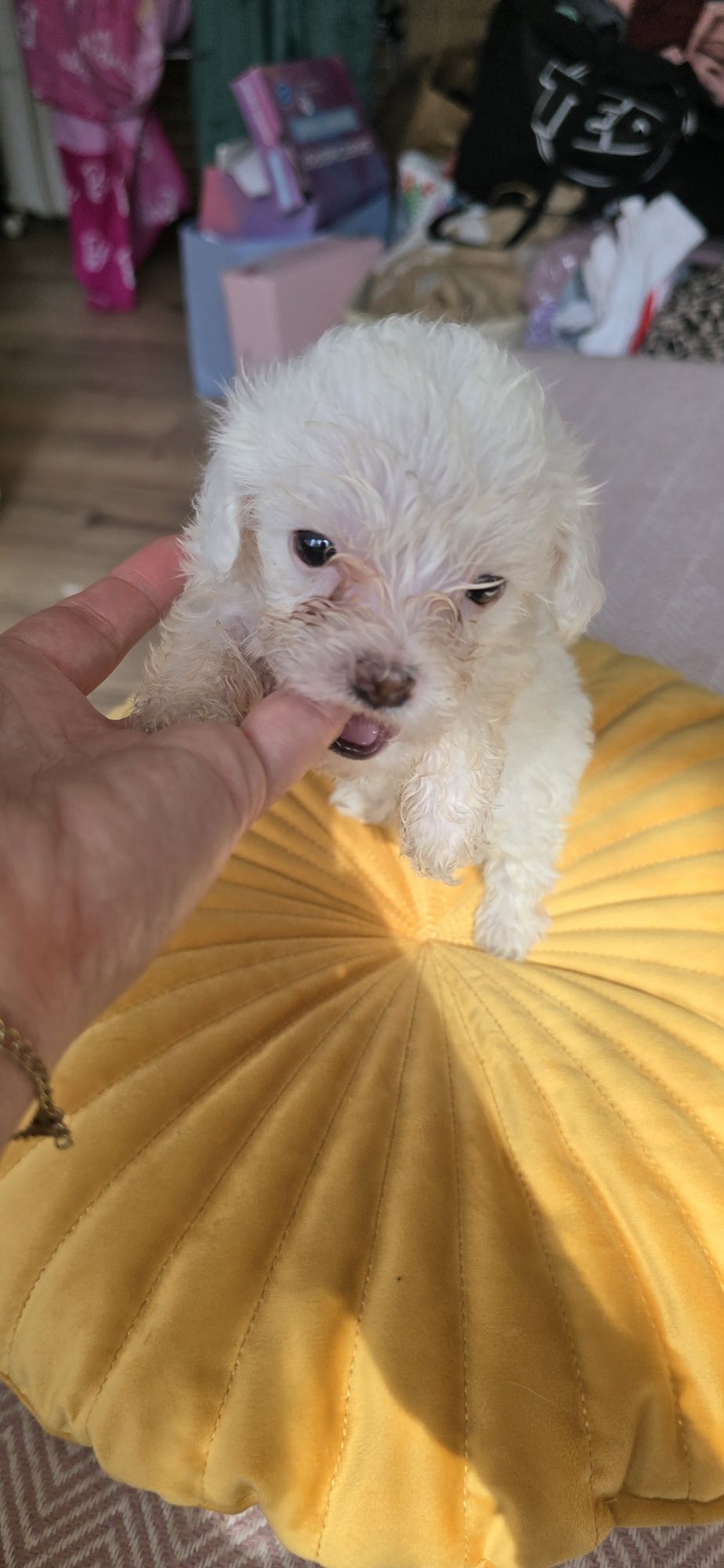 Malutki.Maltipoo