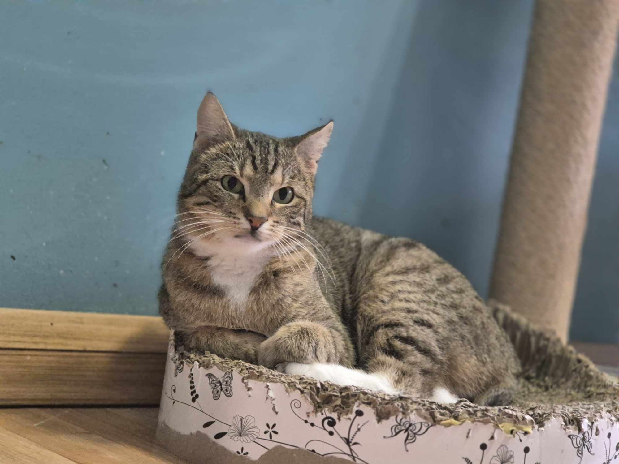 Dynia bardzo chce do domu -kot do adopcji