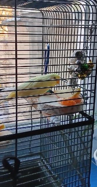 Nowe 3 sztuki plastry drewna brzoza dla papug chomika bądź myszki