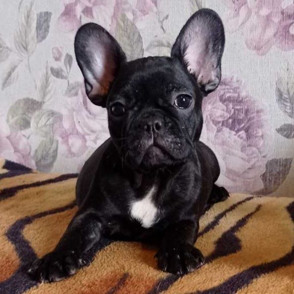 Щенки Французского бульдога.