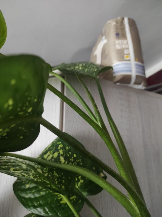 Difenbachia duża, mnóstwo liści