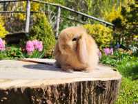 Piękne króliczki Mini Lop (króliczek domowy)