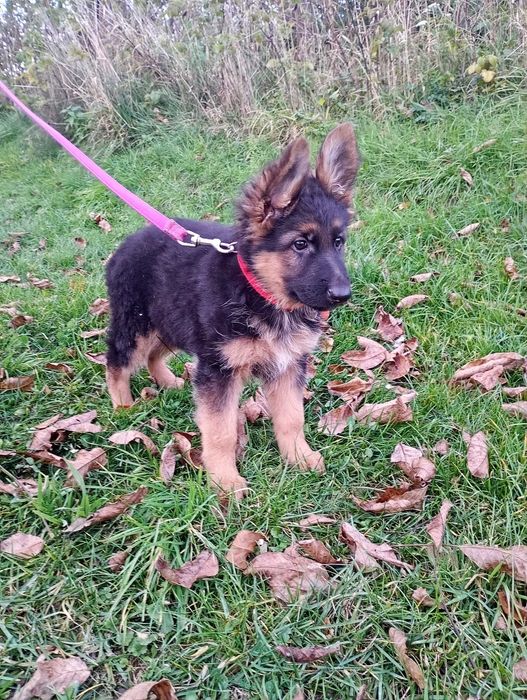 Owczarek Niemiecki SZCZENIAK