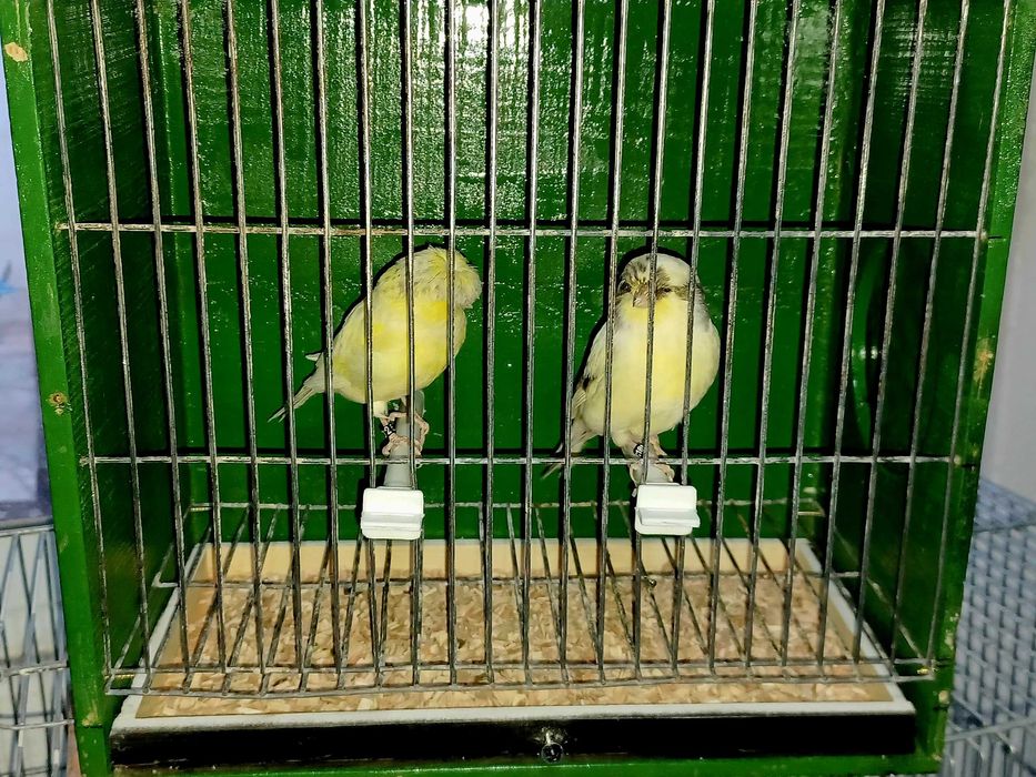 Casal de Glosters