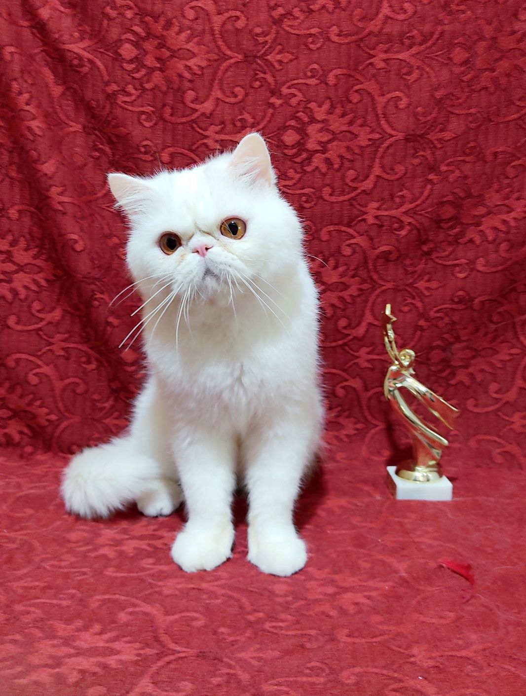 Підрощений екзотичний котик.