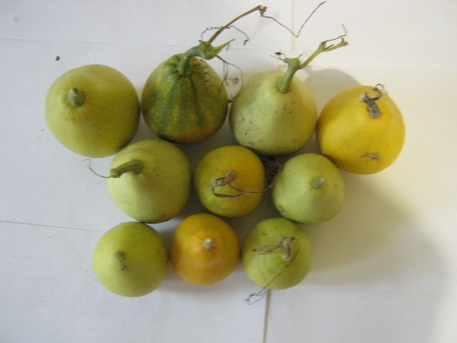 груша, семена тыквы декоративной, насіння гарбуза, у вигляді груші