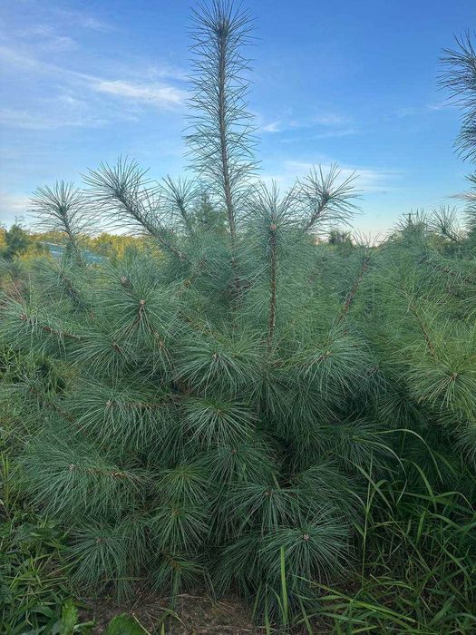 Сосни: Арманда Ра, веймутова, гімалайська, білокора, румелійська,чорна
