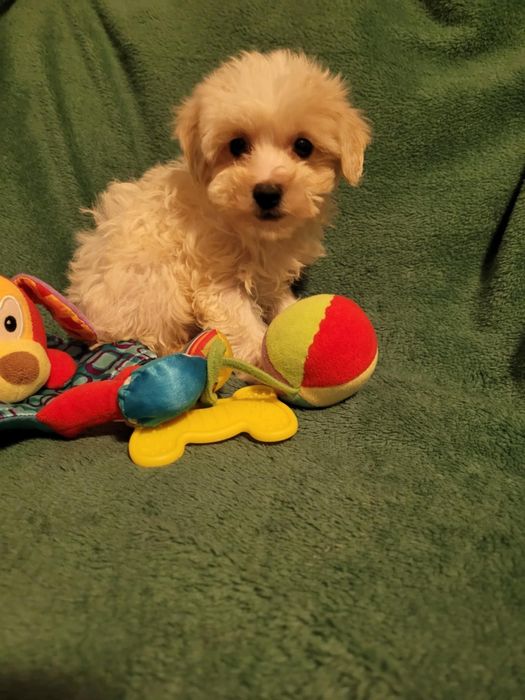 Maltipoo chłopiec Warszawa maltańczyk pudel