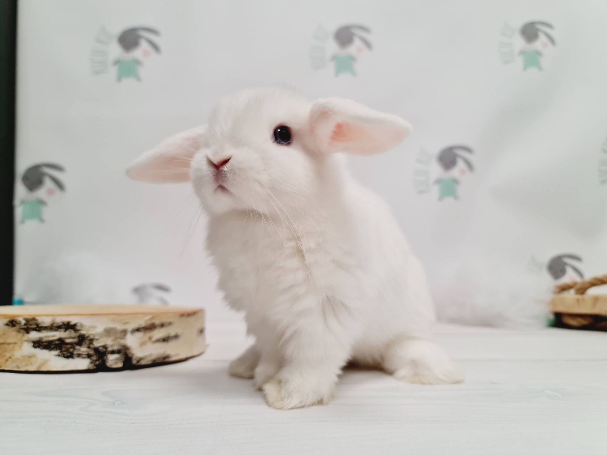 Mini lop królik kroliczek miniaturka legalna hodowla, badania.