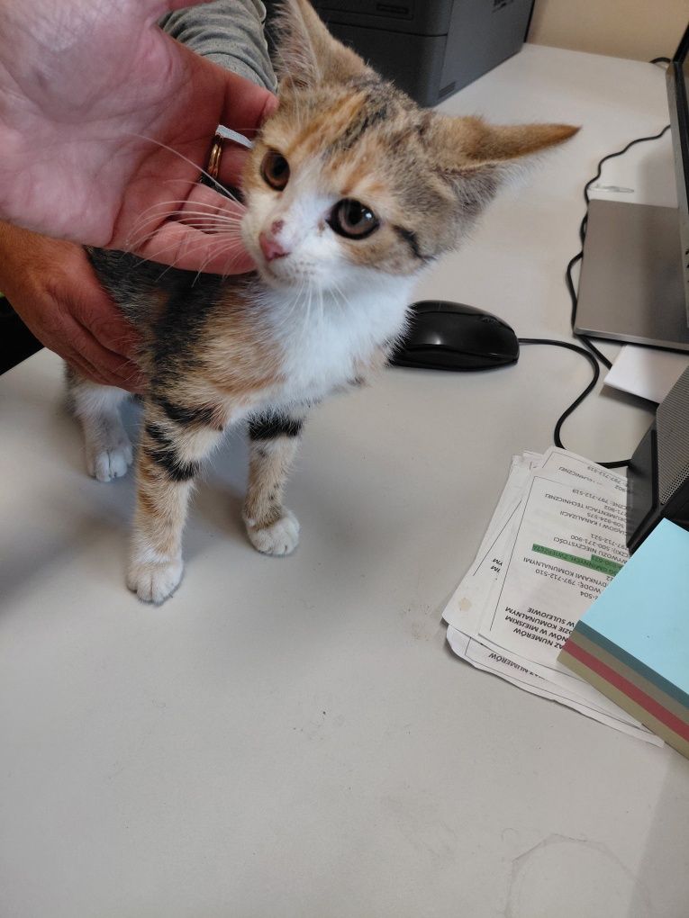 Kotka do adopcji łagodna oswojona