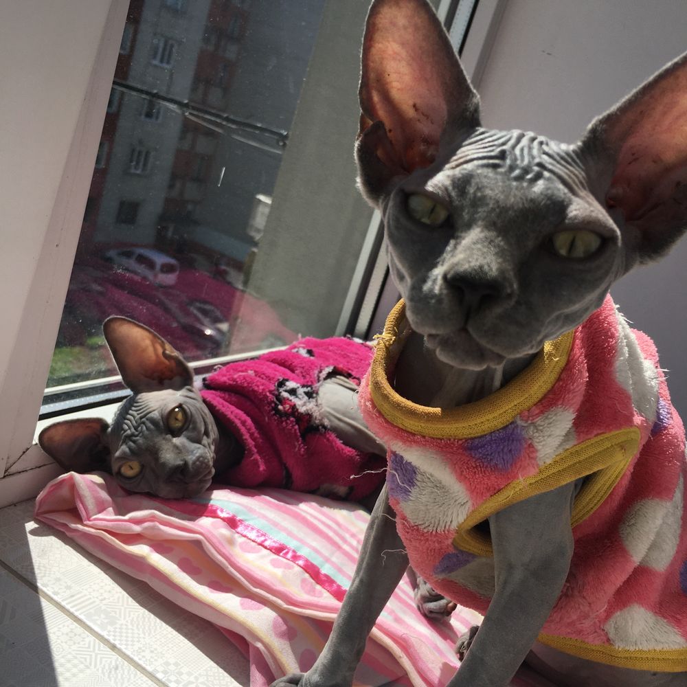 Canadian sphynx, naked cat, канадский сфинкс