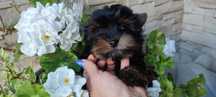 Yorkshire terrier suczka mini xs