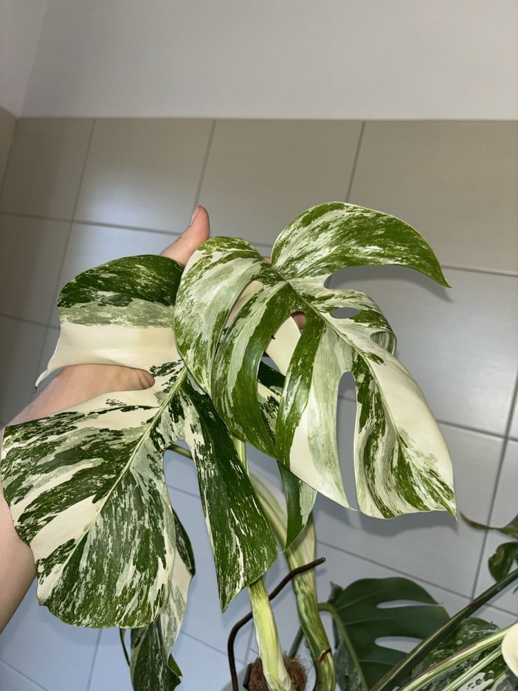 ucięte szczyty monstera variegata