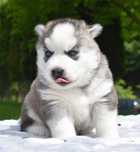 Siberian Husky, niebieskooki biało-czarny chłopiec, ZKwP / FCI