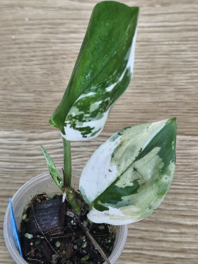 Сциндапсус Moonlight variegata