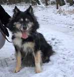 husky mix kudłaty w schronisku w lututowie aktialne
