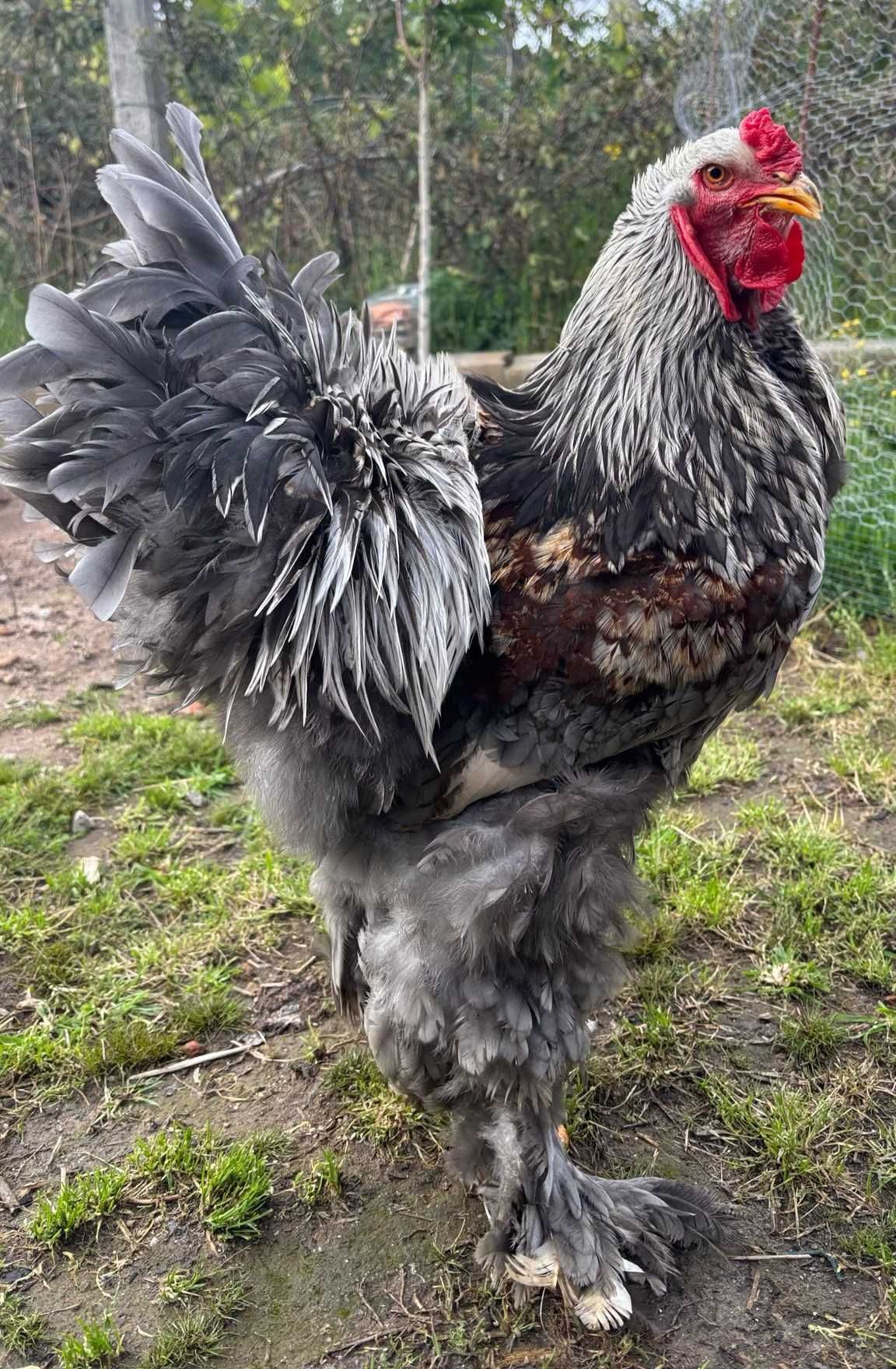 Ovos galados/ férteis de brahma BSO