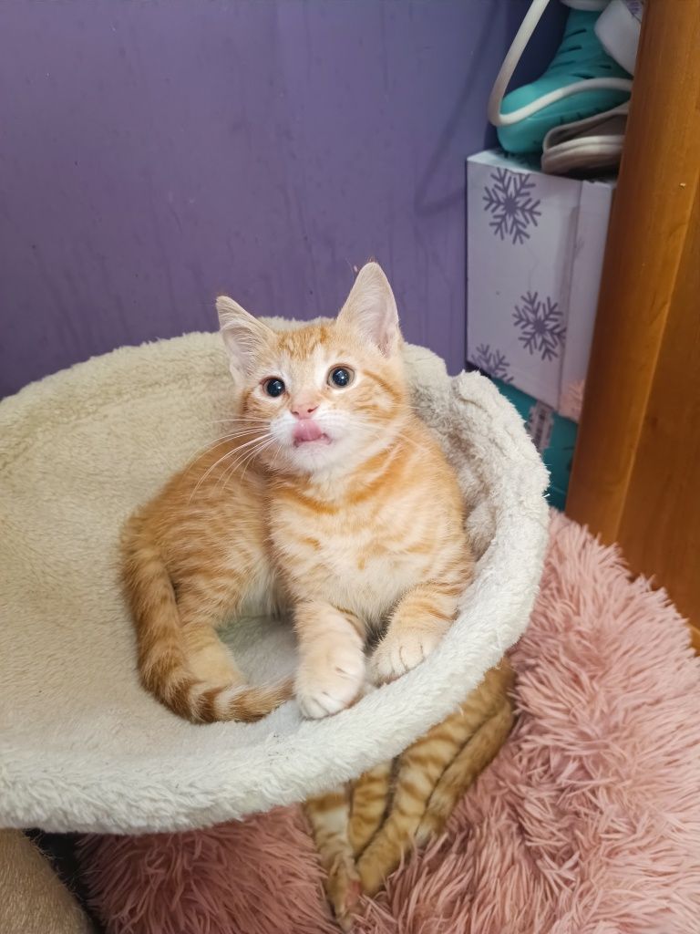 Cudo ruda koteczka Nala do adopcji