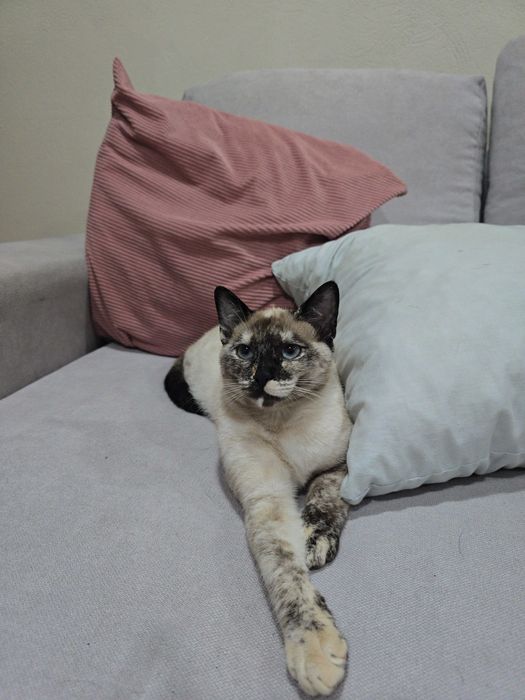 Da se gata com 5 meses