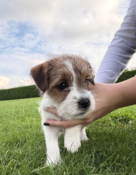 Piesek szczeniak Jack Russell Terrier ZKwP - FCI