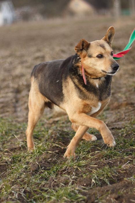 Kochana Irga błaga o dom!