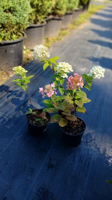 Гортензія волотиста, метельчастая