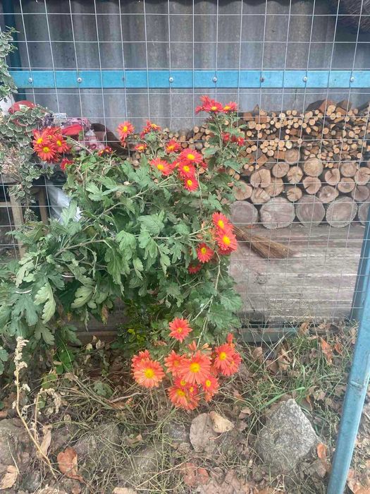 Продам свій будинок в Любимовкі.