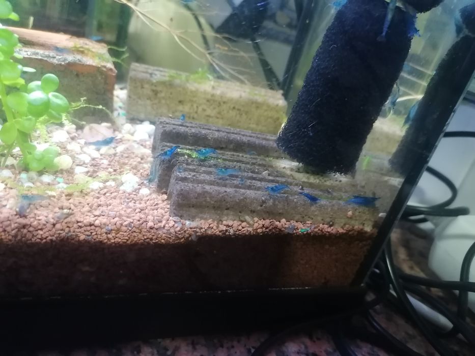 Camarões blue dream