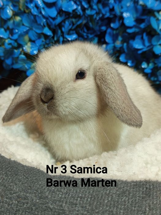 Mini Lop baranek karzełek baranek miniaturowy