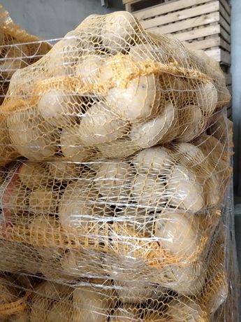 Ziemniaki od producenta, transport, wniesienie  w cenie 50 gr/kg