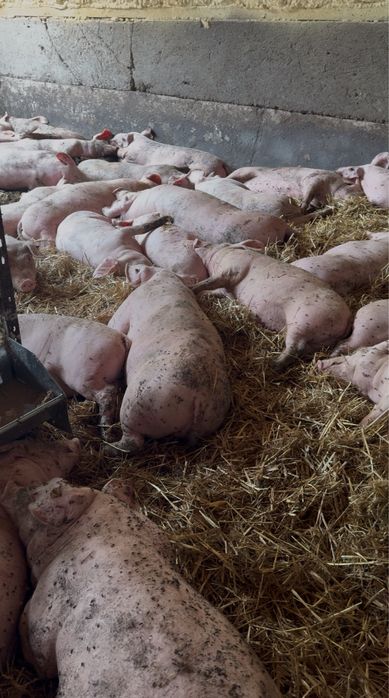 Prosieta , warchlaki. Rózny kaliber duże małe od rolnika