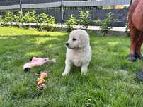 Goldendoodle suczka