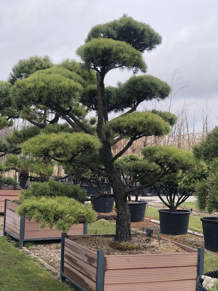 Bonsai Niwaki drzewa formowane sosna jałowiec duże drzewa BONSAI PARK