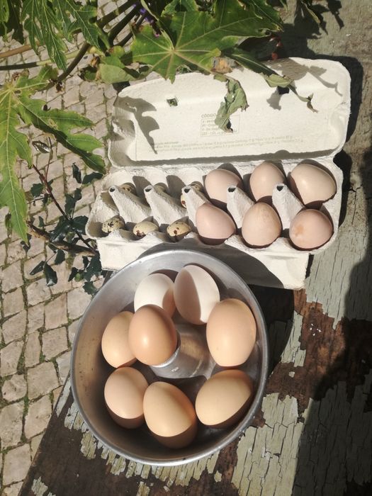Ovos de galinha biológicos e solo