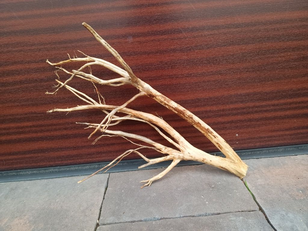 Ładny, średni naturalny korzeń do akwarium