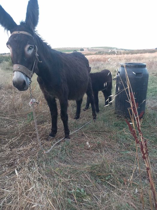 Burras para venda