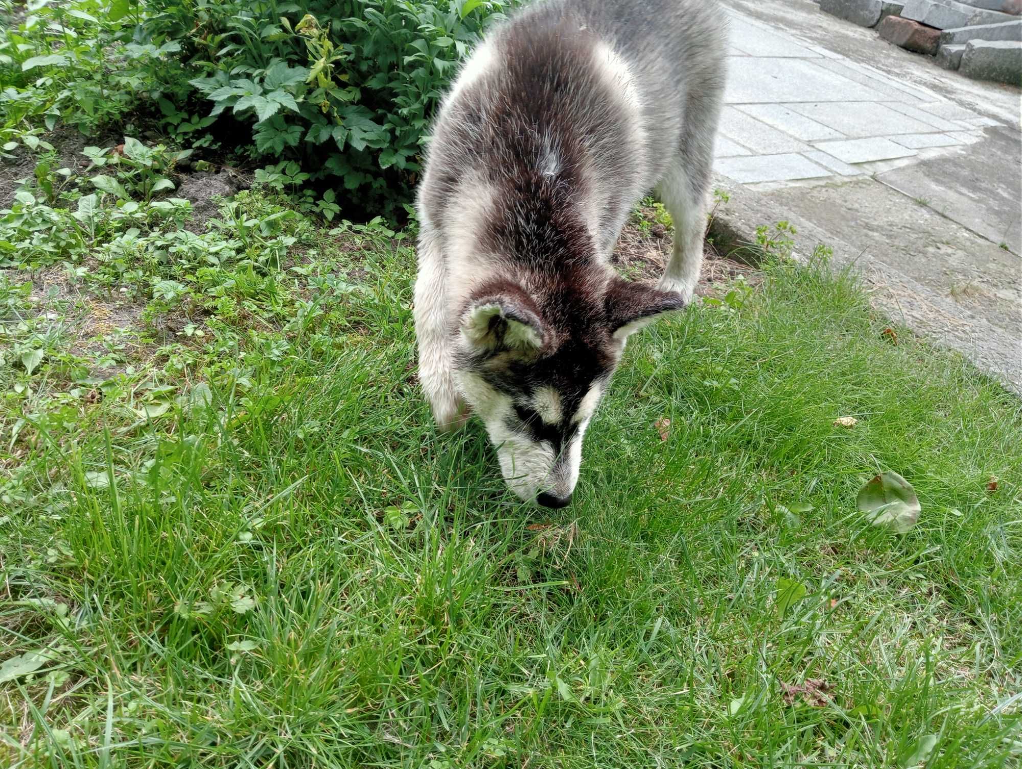 Husky-szczeniak suczka