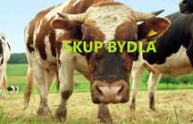 byki krowy jalowki