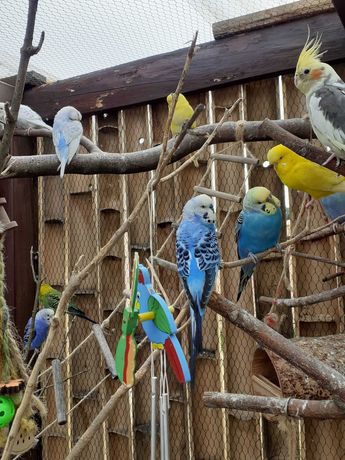 Papugi  faliste kolorowe