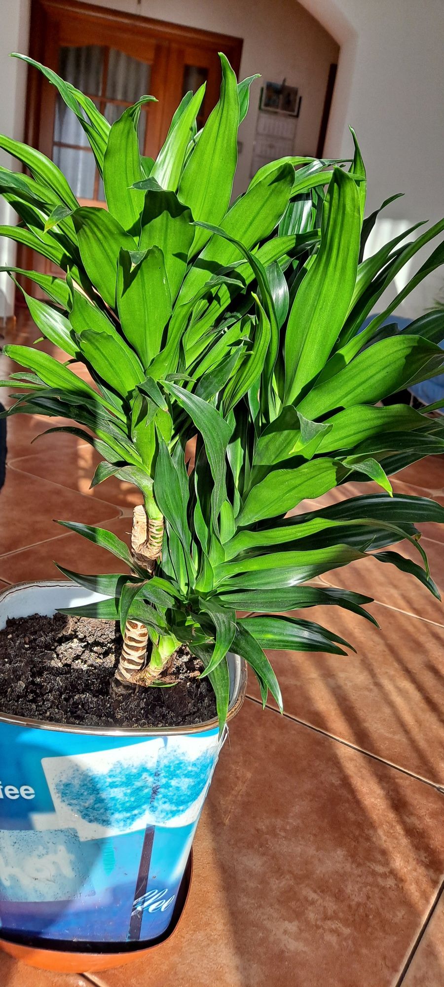 Dracena wonna - fragrans - compacta