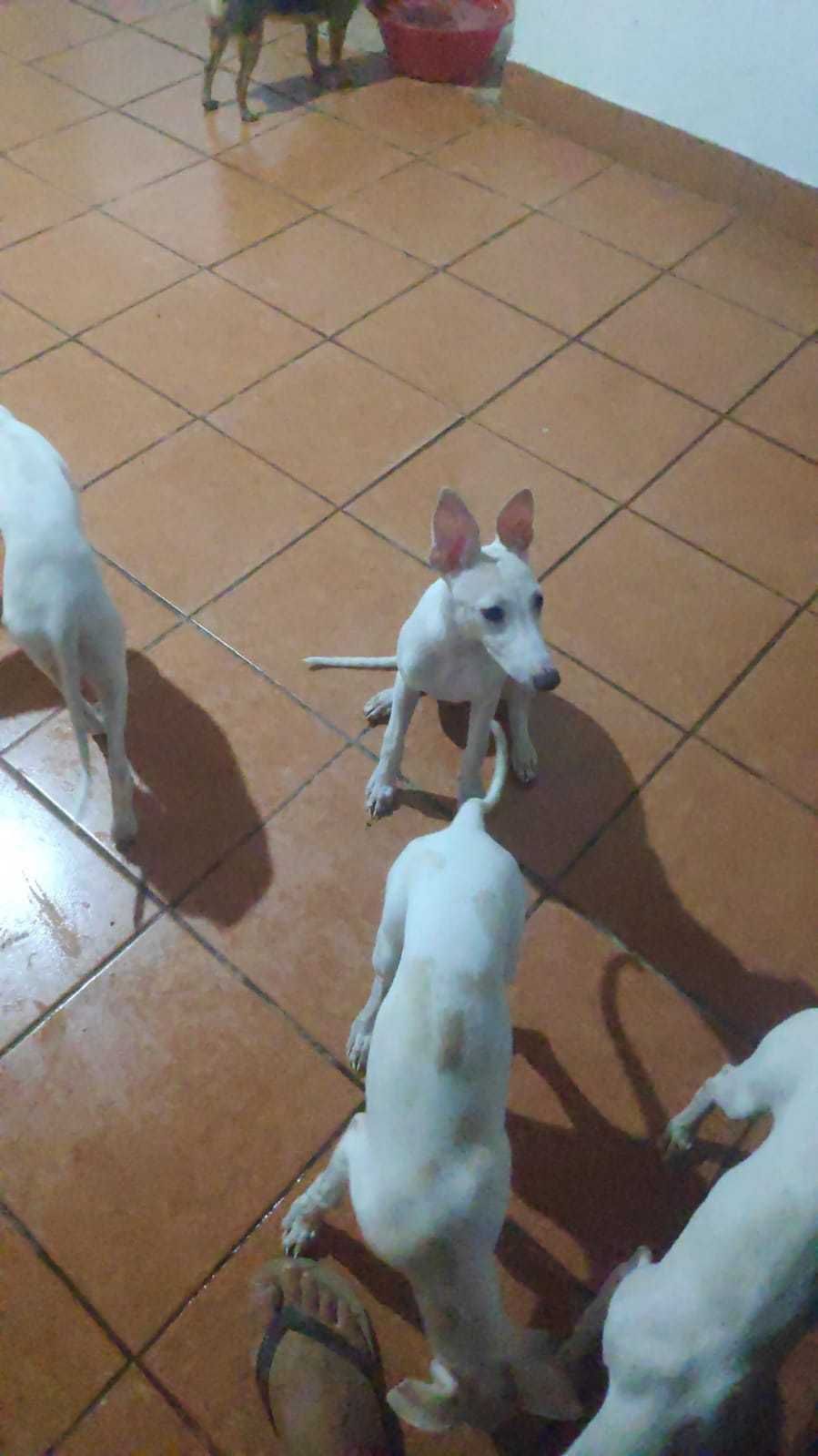 Filhote cachorro 3 meses