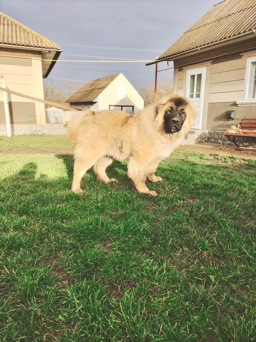 Кавказька вівчарка