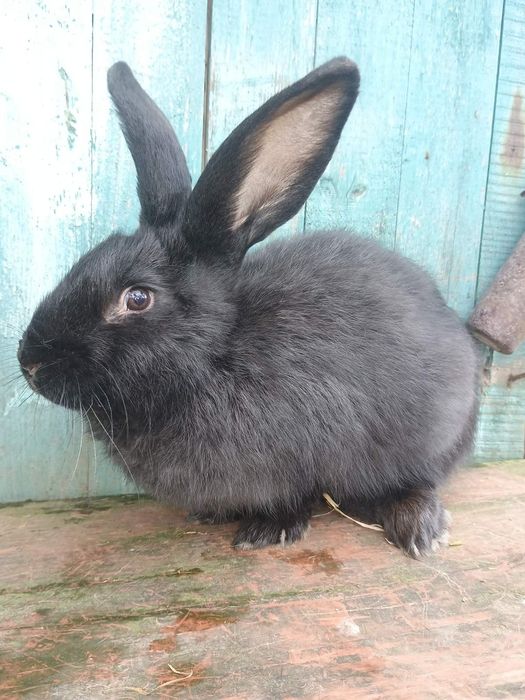 Продаються кролі