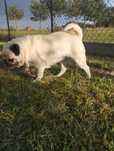 Mops do domu z ogrodem