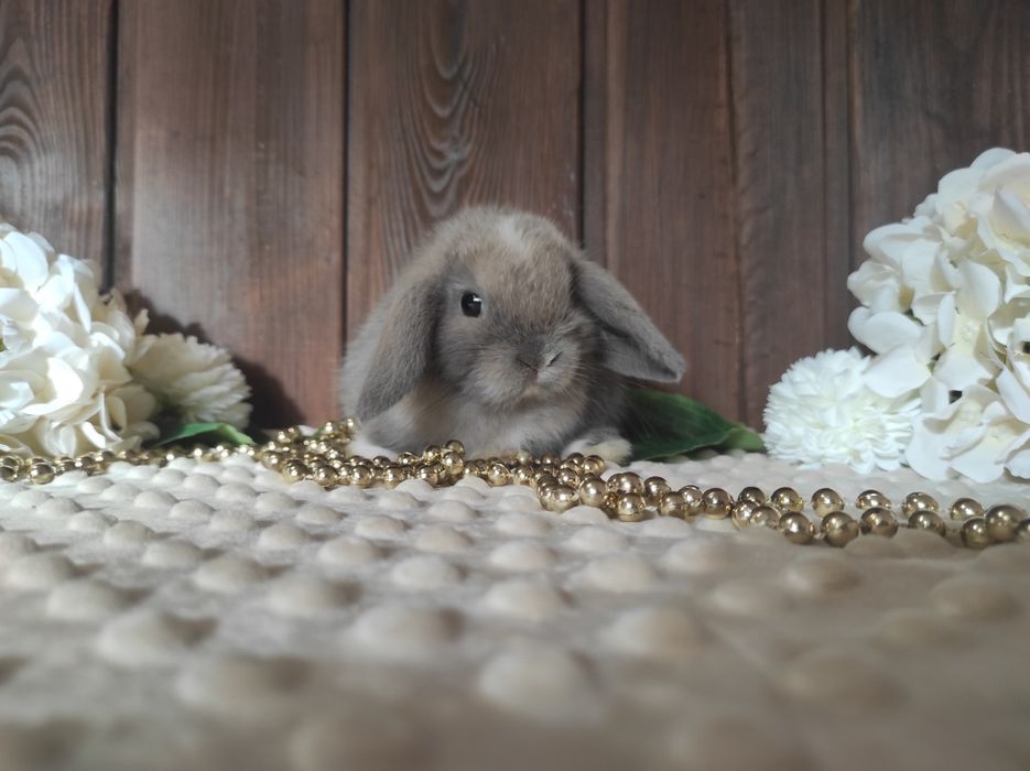 Mini Lopki z WYPRAWKĄ I KSIĄŻECZKĄ Śliczne Malutkie Króliczki