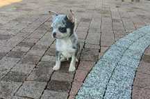 Chihuahua piesek merle
