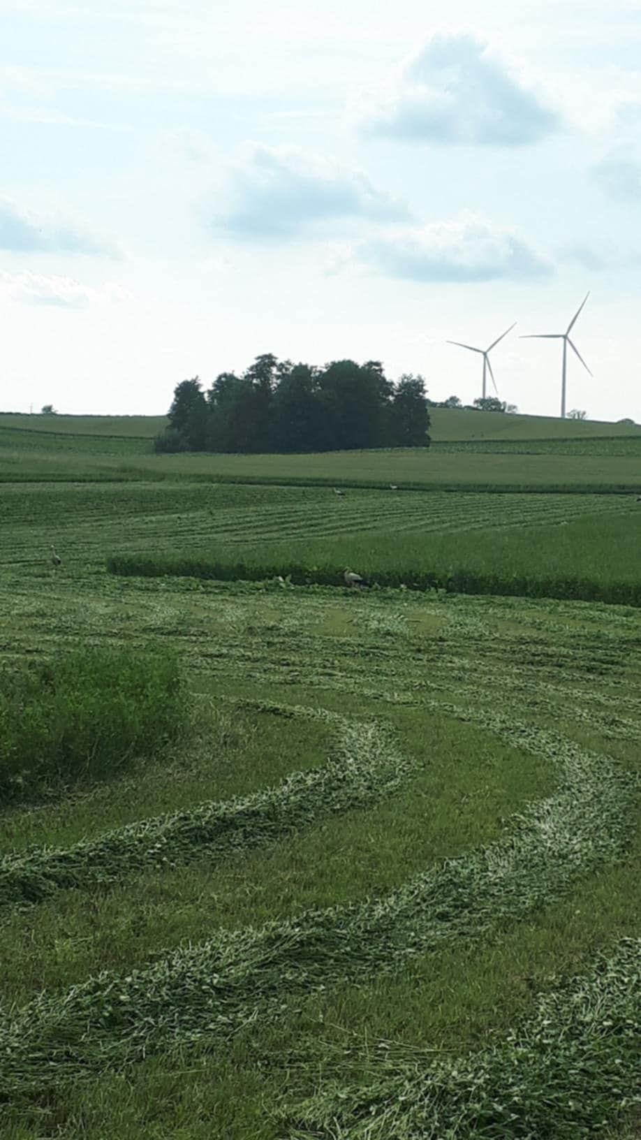 Ziemia rolna 1.6 ha w jednym kawałku