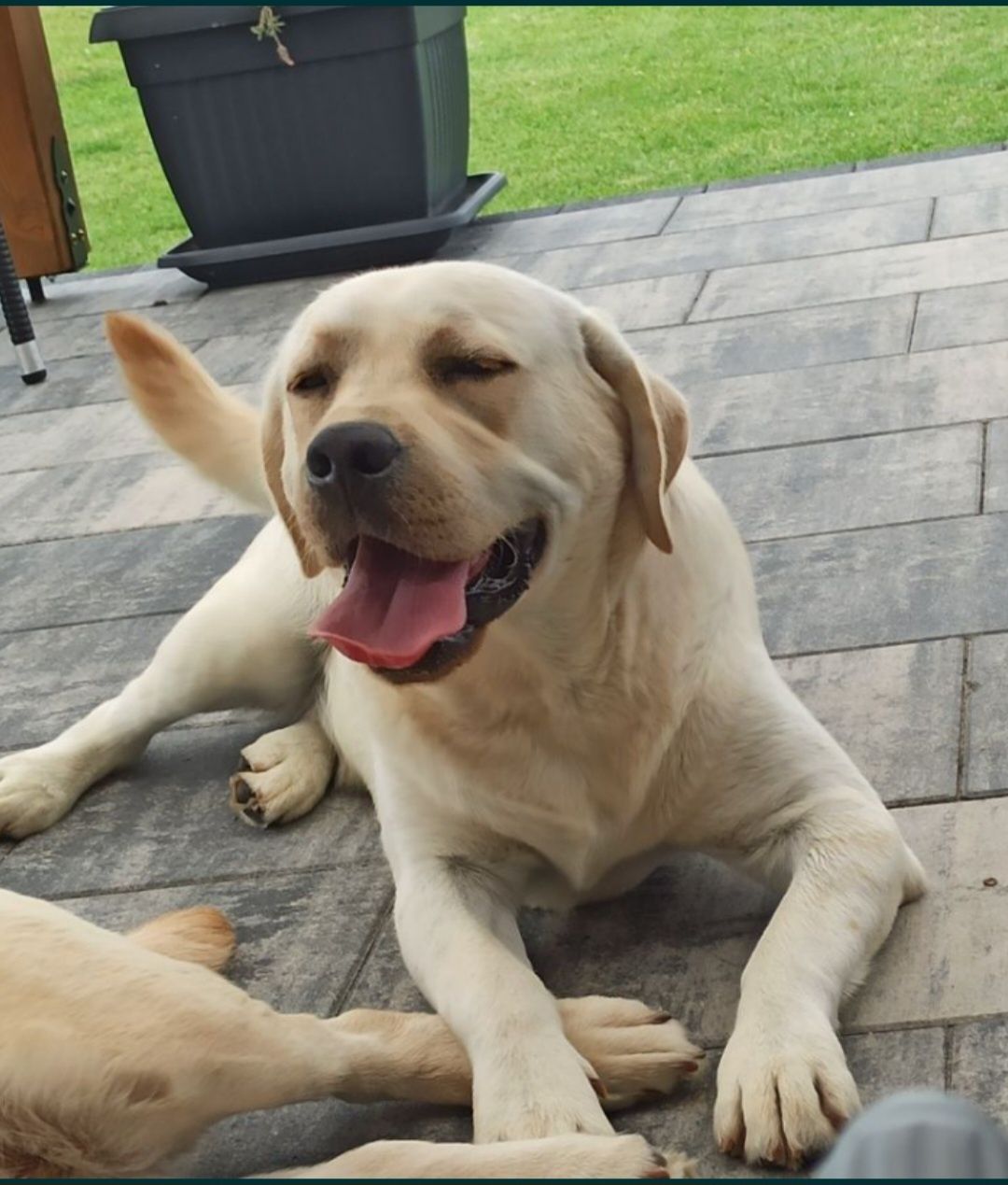 Labrador Retriever szczenie biszkopcik po ojcu z pochodzenia FCI