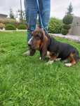 BASSET HOUND dorosła suka