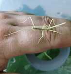 Patyczaki rogate Medauroidea extradentata L2-L3 (10-11 szt.)